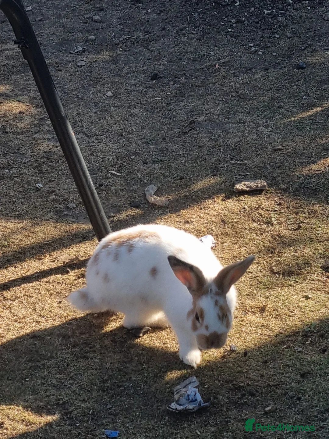 Mixed Breed rabbits for sale: Rabbits for sale in Amersham - Advert 6