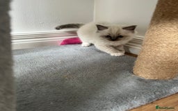 Ragdoll cats for sale: PURE BREED RAGDOLL KITTENS BLUE - Image 8