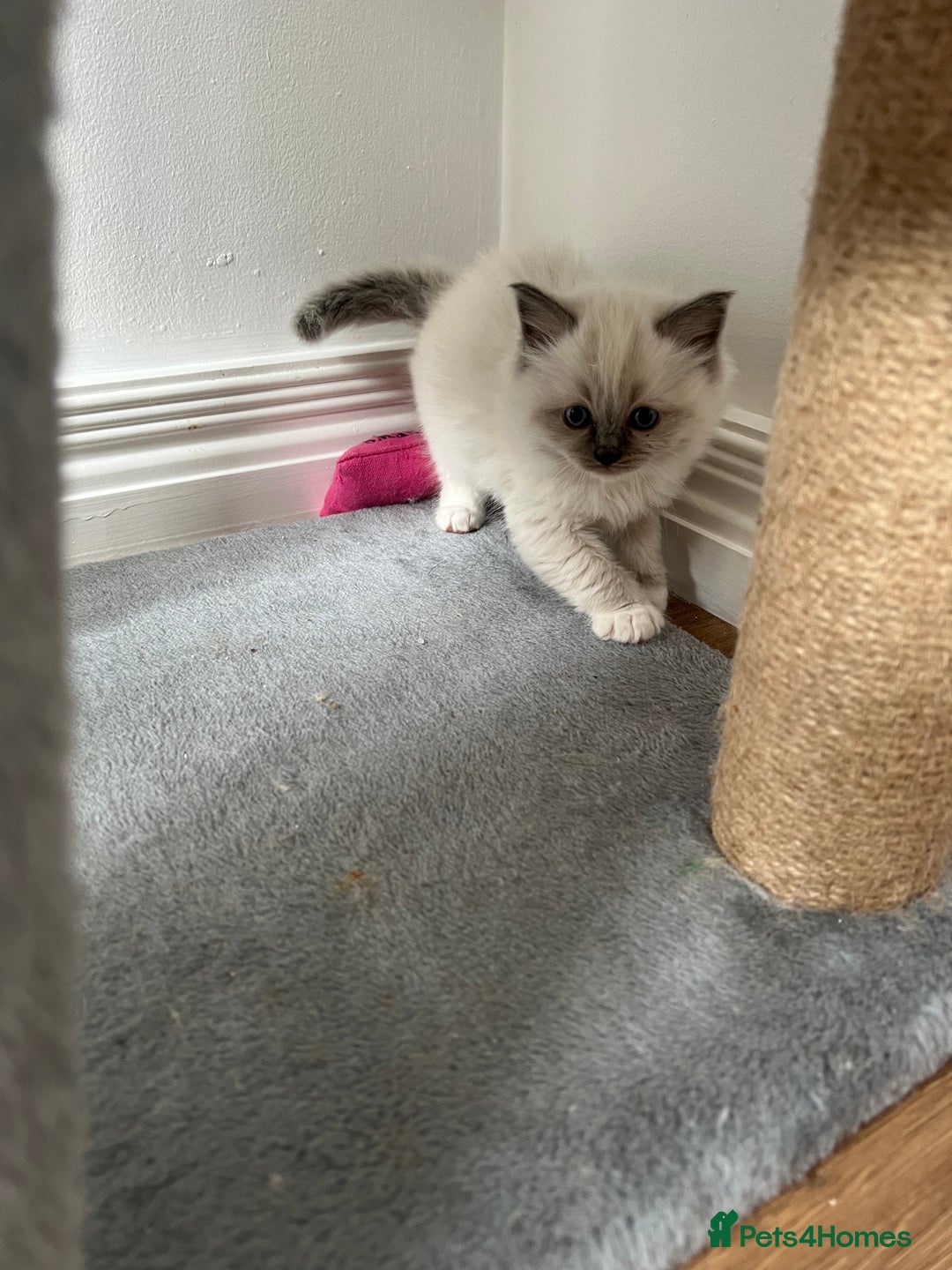 Ragdoll cats for sale: PURE BREED RAGDOLL KITTENS BLUE - Image 8