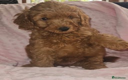 Cockapoo dogs for sale: Gorgeous red toy cockapoo puppies. - Advert 3