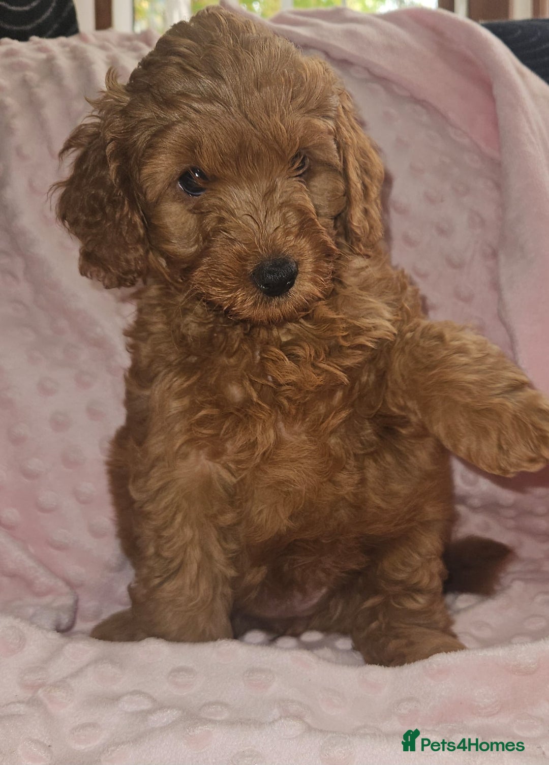 Cockapoo dogs for sale: Gorgeous red toy cockapoo puppies. - Advert 3