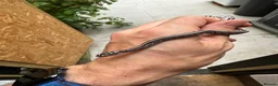 Corn Snake reptiles for sale: 🐍 2026 HATCHLING CORN SNAKES AVAILABLE 🐍 in Hornchurch - Advert 5