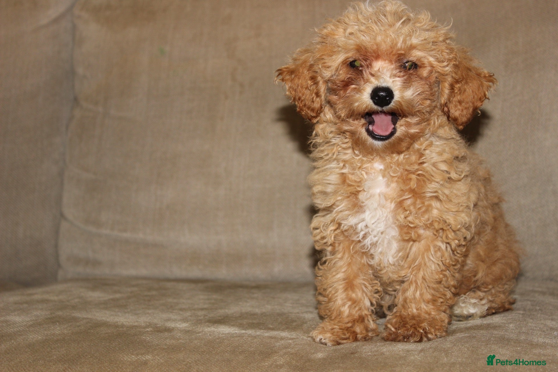 Bichon Frise dogs Poochon F1 puppies from Health Tested parents  - Advert 4