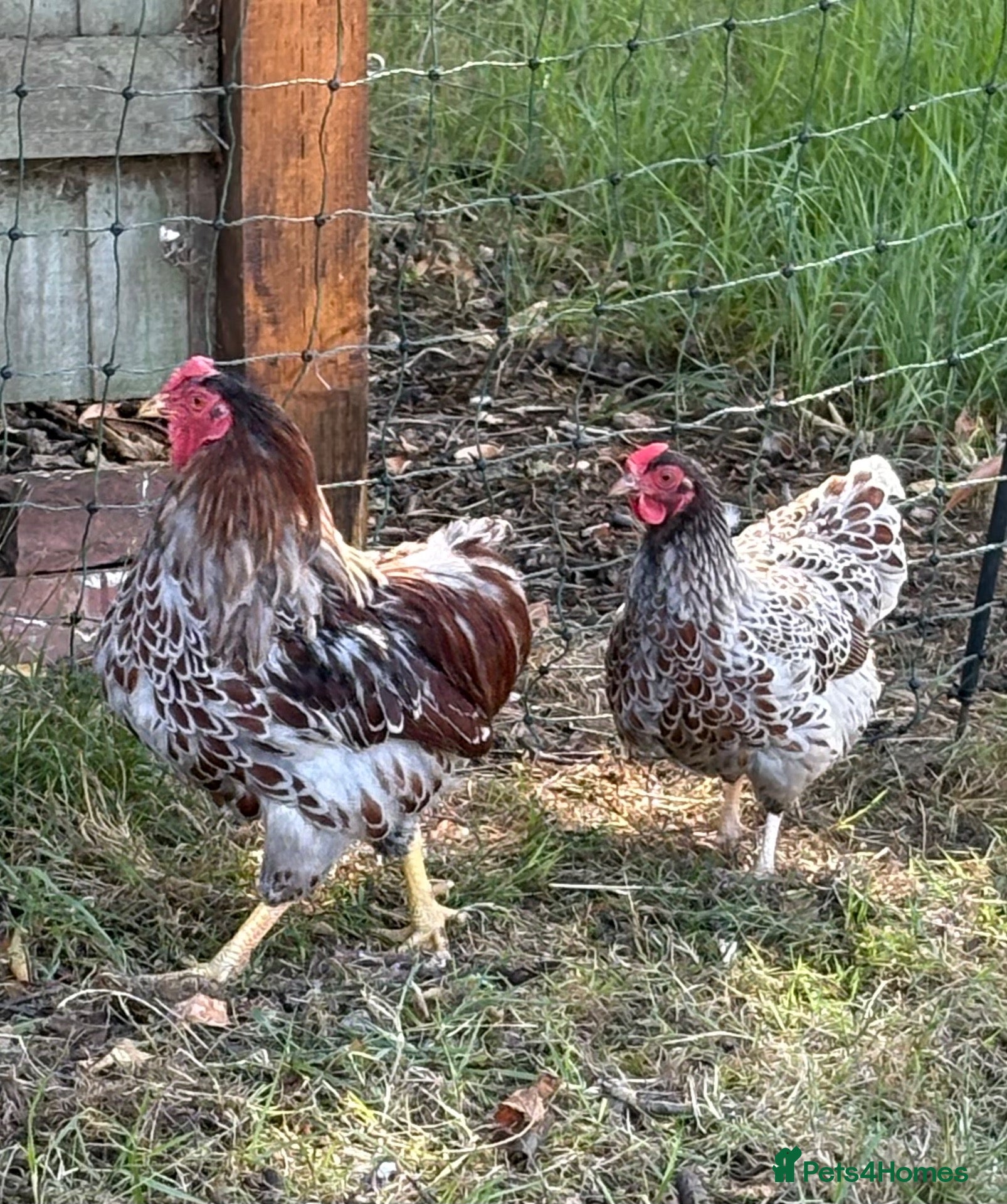 Chickens poultry Blue Red Laced Wyandotte Bantam pair - Advert 4