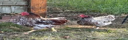 Chickens poultry for sale: Blue Red Laced Wyandotte Bantam pair - Advert 1