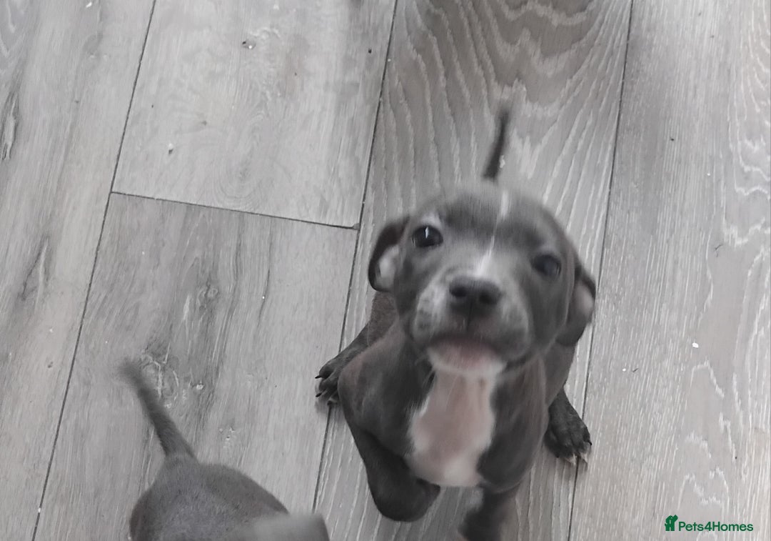 Staffordshire Bull Terrier dogs for sale: Blue Staff Puppies - Image 10