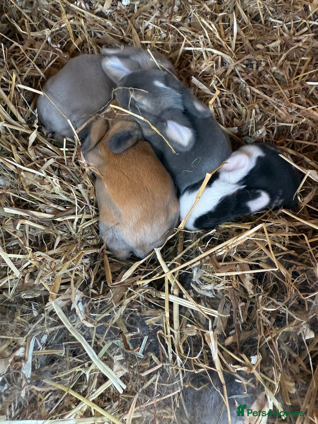 Mini Lop rabbits for sale: Mini lop - Image 5