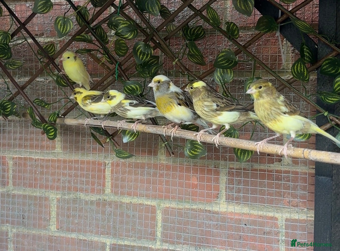 Canaries birds Fife Canaries - all born this year  - Advert 5