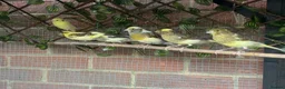 Canaries birds for sale: Fife Canaries - all born this year  - Advert 1