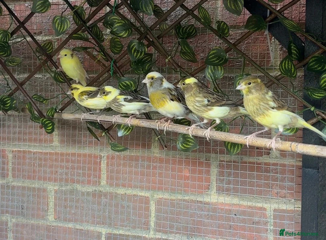 Canaries birds for sale: Fife Canaries - all born this year  - Advert 1