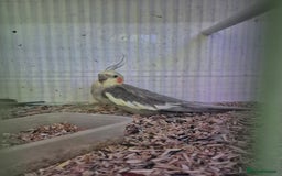 Cockatiels birds for sale: Baby and Adult Cockatiels ready to be tamed - Image 5