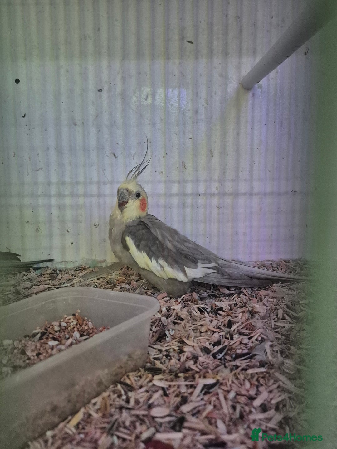 Cockatiels birds for sale: Baby and Adult Cockatiels ready to be tamed - Image 5