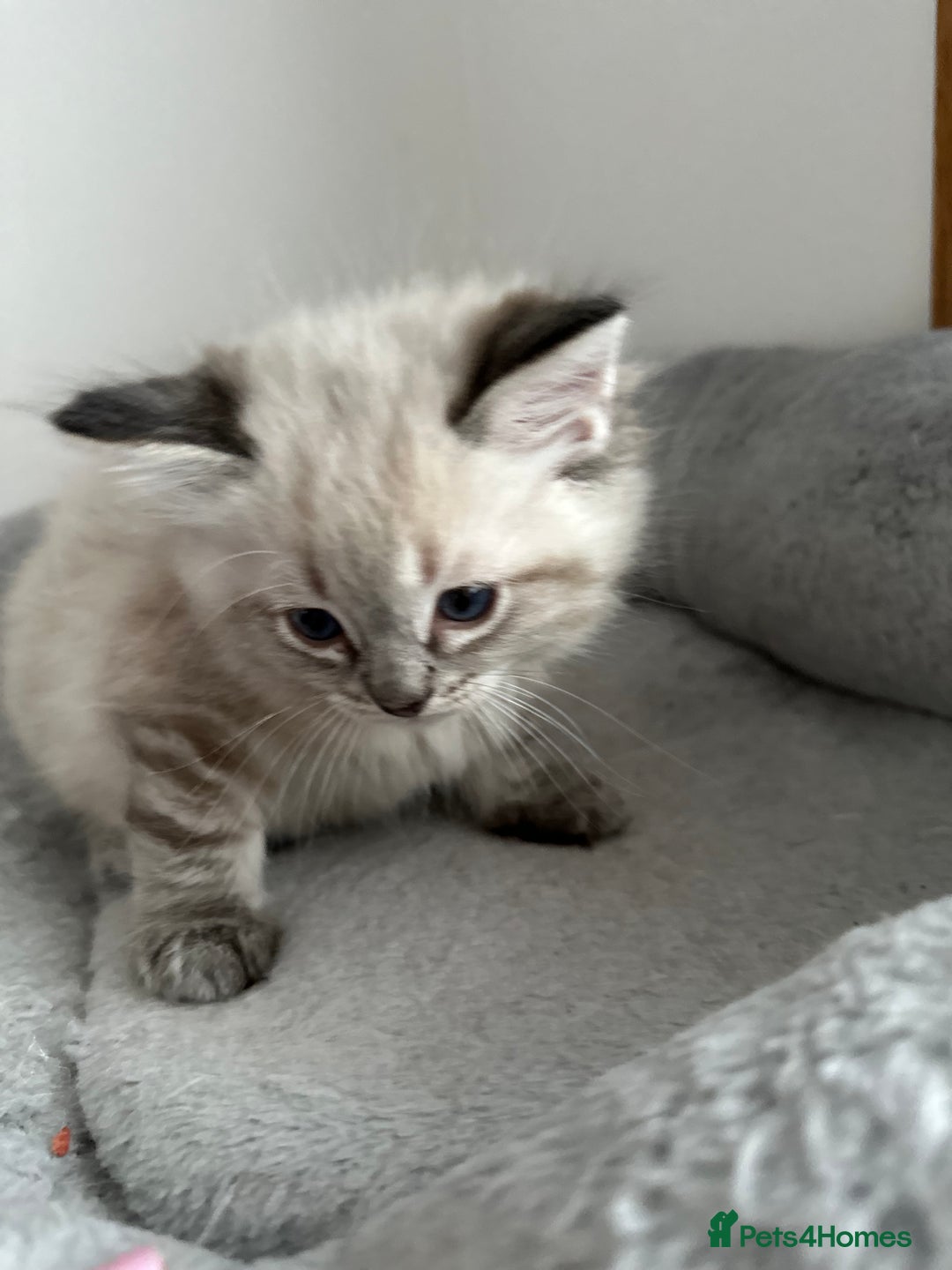 Ragdoll cats for sale: Gorgeous ragdoll kittens  - Advert 31
