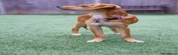Mixed Breed dogs for adoption: Trudy - Advert 10