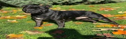 Staffordshire Bull Terrier dogs for sale: 🏆 CHAMPION PUPS READY TO LEAVE 🏆 - Advert 5
