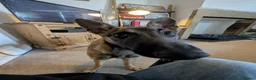 Mixed Breed dogs for sale: Lilo - Fawn Greyhound & Belgian Malinois Cross - Advert 8