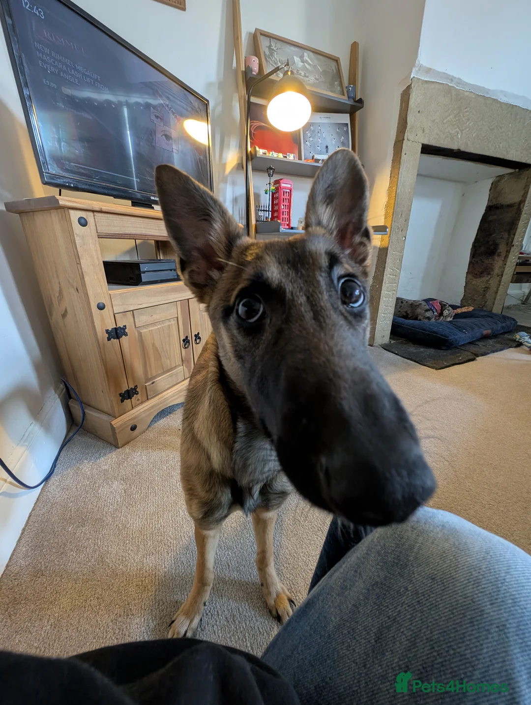 Mixed Breed dogs for sale: Lilo - Fawn Greyhound & Belgian Malinois Cross - Advert 8