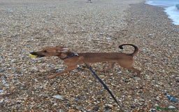 Mixed Breed dogs for sale: Gorgeous 8 month doberman cross  - Image 7