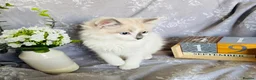 Ragdoll cats for sale: GCCF REGISTERED DNA TESTED PARENTS - Advert 10