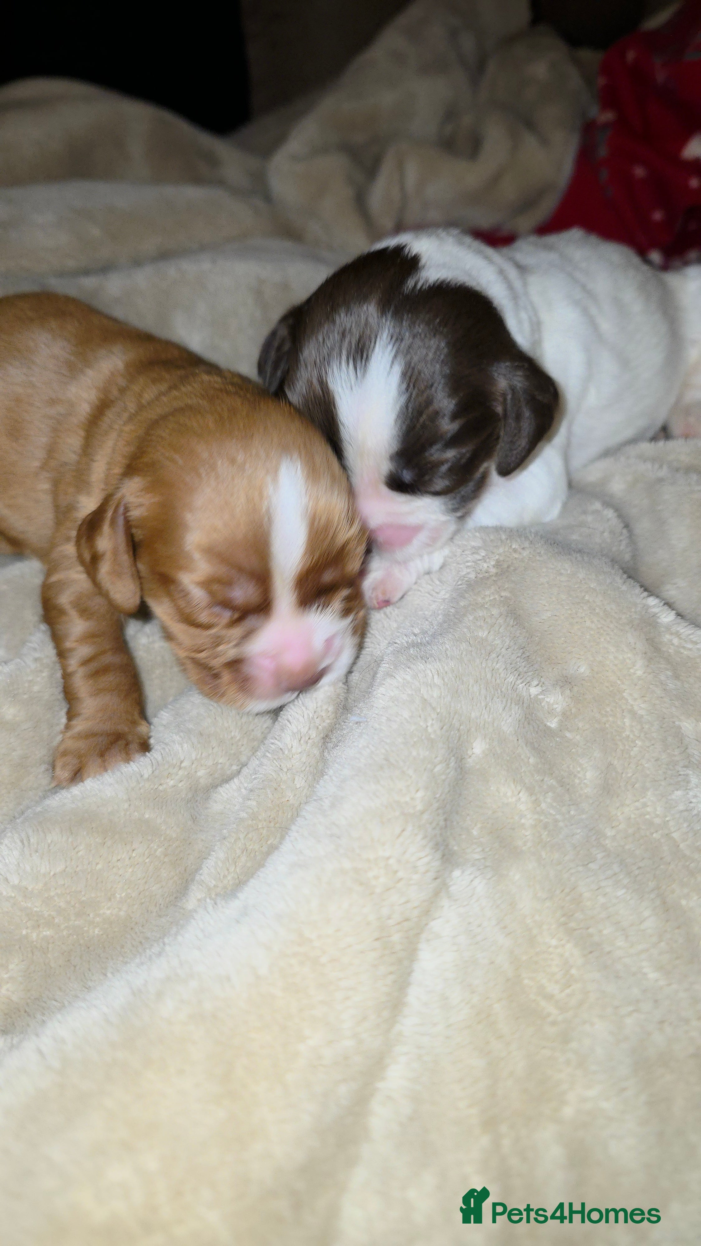 Cocker Spaniel dogs 7 Cocker spaniel pups ready to leave 28/2/26 - Advert 10