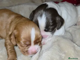 Cocker Spaniel dogs 7 Cocker spaniel pups ready to leave 28/2/26 - Advert 10
