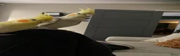 Cockatiels birds for sale: Cockatiels  - Advert 6