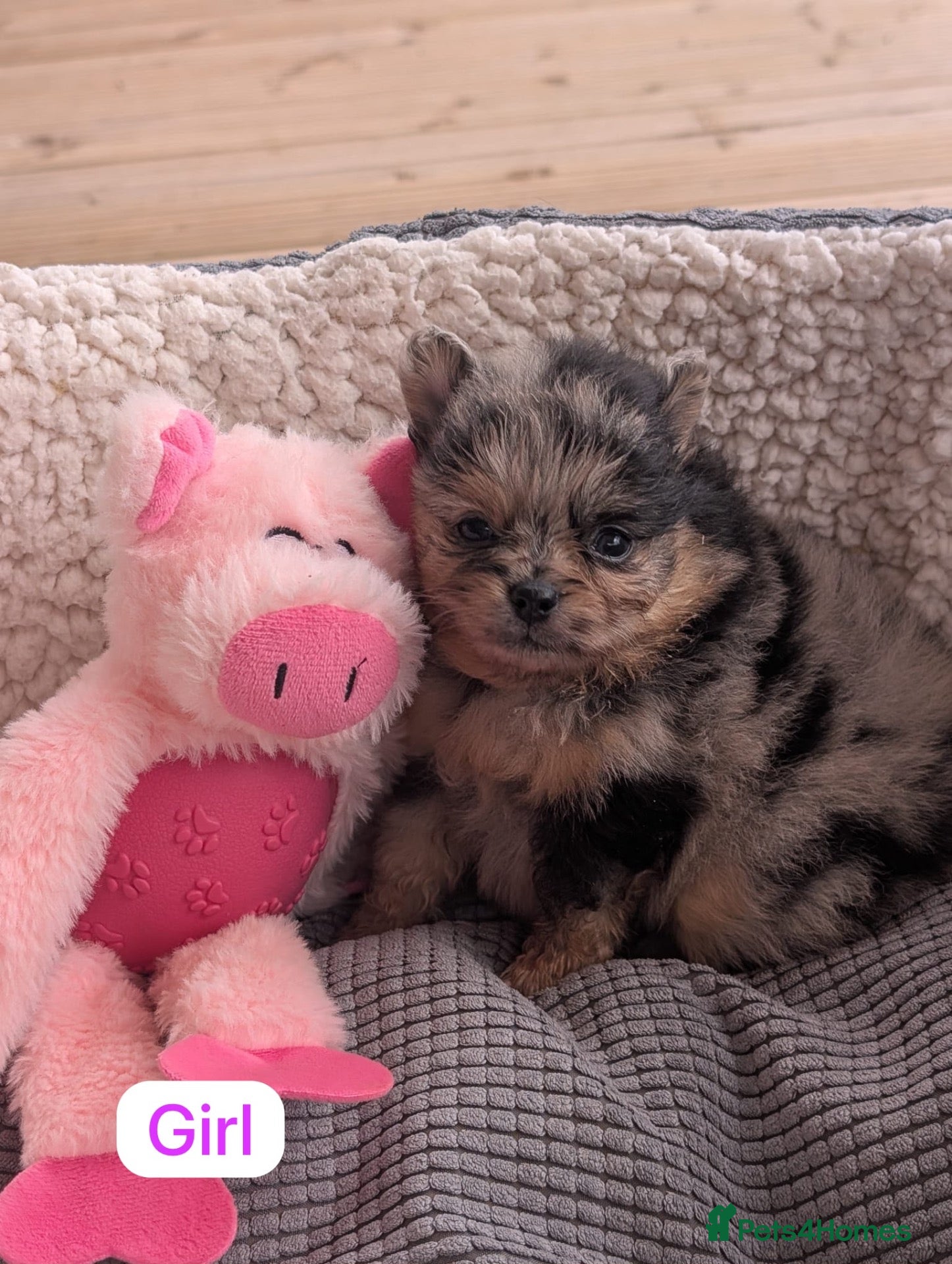 Pomeranian dogs Stunning little Pom pups  - Advert 2