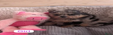 Pomeranian 5