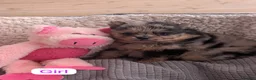 Pomeranian dogs for sale: Stunning little Pom pups  - Advert 2