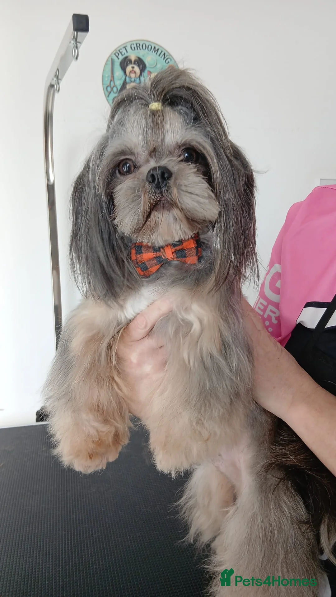 Shih Tzu dogs for stud: 💙 MR MOGWAI Blue Dobbie Karashishi Imperial 💙 - Advert 1