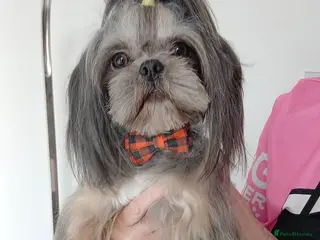 Shih Tzu dogs 💙 MR MOGWAI Blue Dobbie Karashishi Imperial 💙 - Advert 15