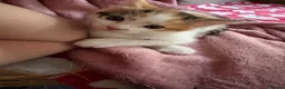 Mixed Breed cats for sale: Female Cat in Woking - Advert 9