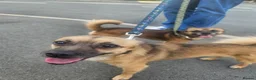 Pomchi dogs for sale: 2 beautiful friendly boys  - Advert 6