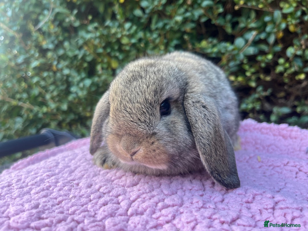 Mini Lop rabbits for sale: Mini lops available  - Image 16
