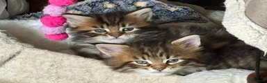 Louis