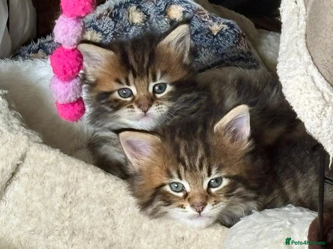 Maine Coon cats for sale: Tufty ears and big paws  - Advert 32