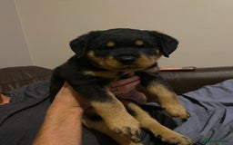 Rottweiler dogs for sale: Abi 11 week old Rottweiler  - Image 5
