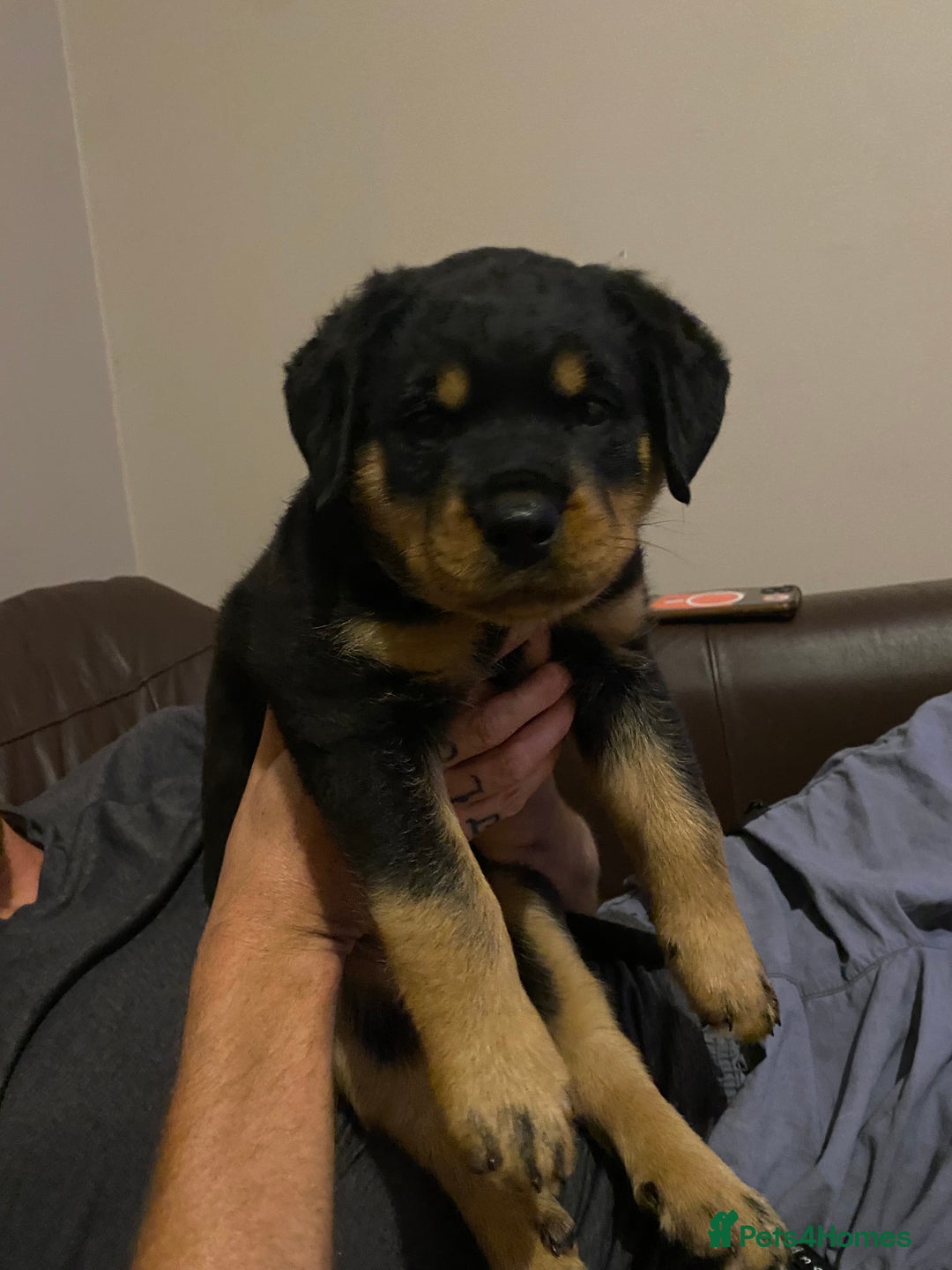 Rottweiler dogs for sale: Abi 11 week old Rottweiler  - Image 5