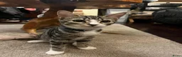 Mixed Breed cats for sale: Litter of 5 Kittens Mixed Breed in London - Advert 9