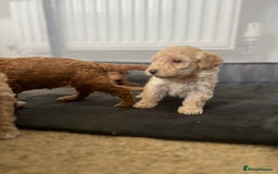 Mixed Breed dogs for sale: Cockapoochon Puppies.  - Image 24