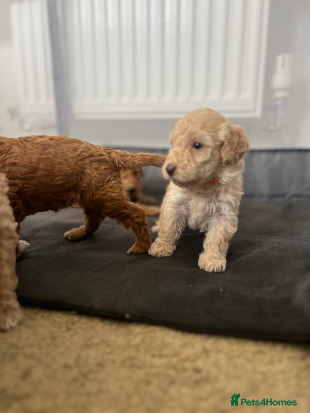 Mixed Breed dogs for sale: Cockapoochon Puppies.  - Image 24