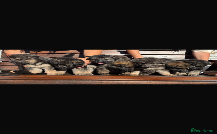 German Shepherd dogs - Advert 2