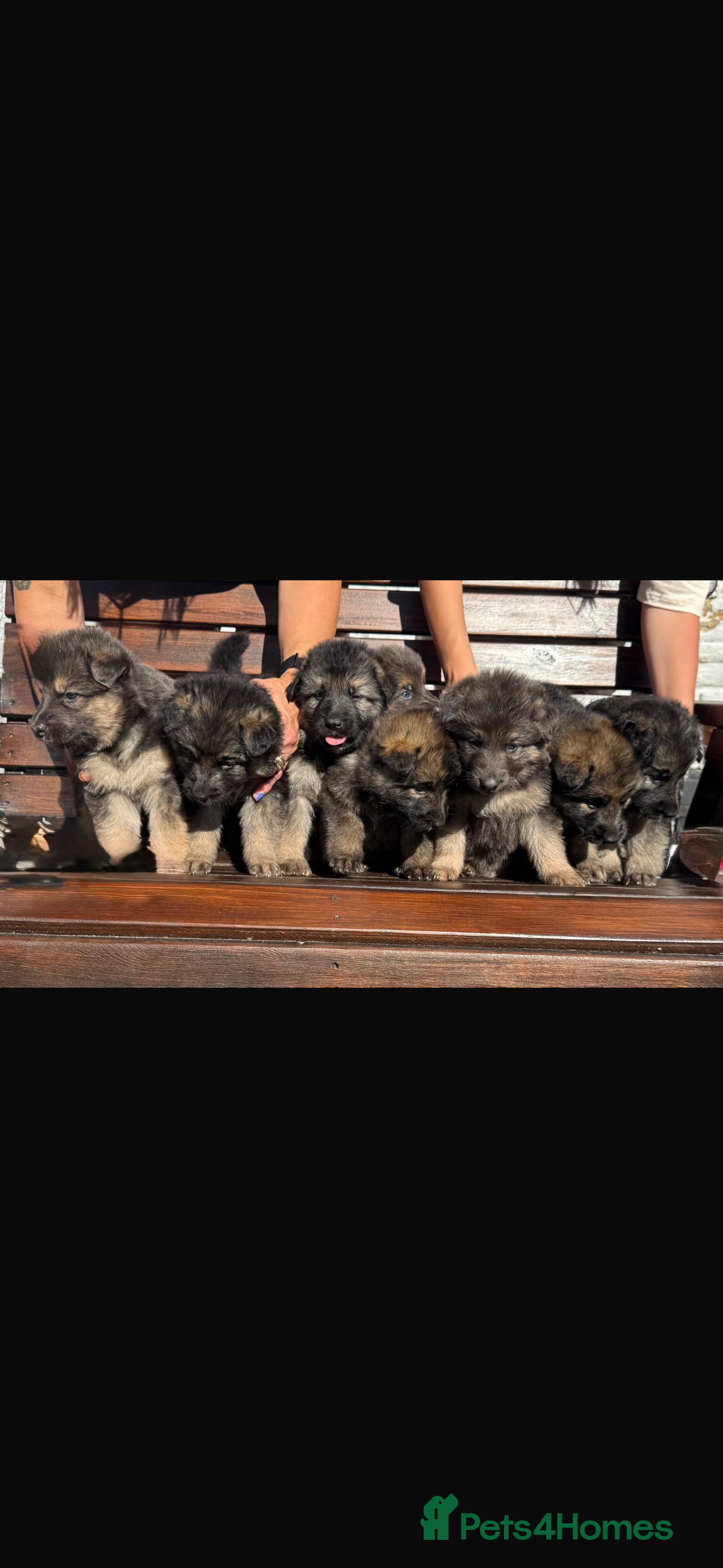 German Shepherd dogs for sale: 8 beautiful long haired German shepherd puppies  - Image 1