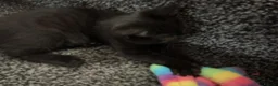 British Shorthair cats for sale: 🐾 Ready now! Loving BSH Lap Black Panther 💗🐾 - Advert 3