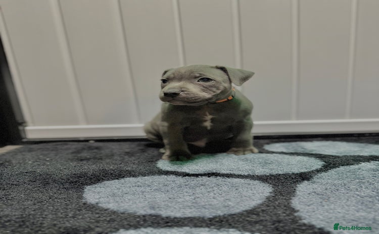 Staffordshire Bull Terrier dogs - Advert 13
