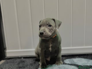Staffordshire Bull Terrier dogs - Advert 8