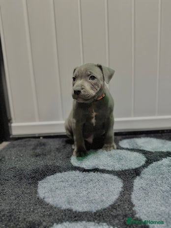 Staffordshire Bull Terrier dogs - Advert 5