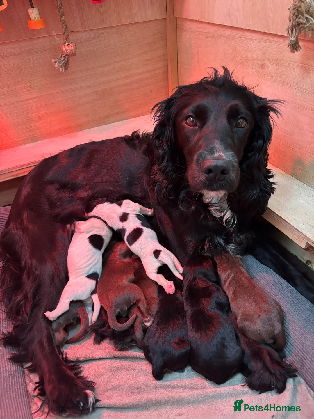 Sprocker dogs for sale: Brown Sprocker Puppies / 2 male, 1 female left - Advert 1