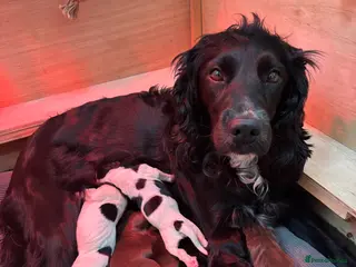 Sprocker dogs Brown Sprocker Puppies for sale in Llanymynech - Advert 3