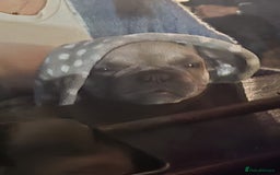 French Bulldog dogs for sale: One adorable female 🩷 French Bulldog Puppy  - Image 27